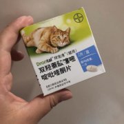 捡到了流浪猫要办？做好这4步，往后余生都是彼此