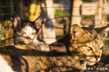 猫咪尿不出来 估计是跟这些真相有关，参考一下帮助恢复