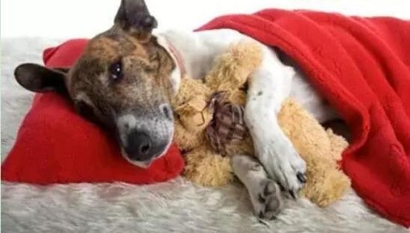 萨摩生了6只小狗,看了幼崽毛发后感叹:亲爹的基因真强大! 萨摩耶生的小狗长什么样子