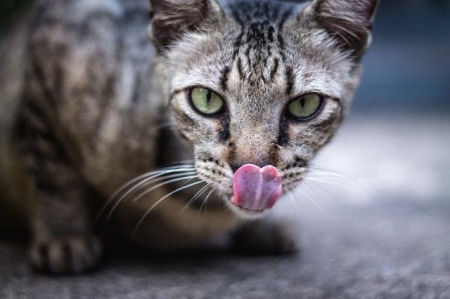 哪些猫咪天生就比较温顺？十大温顺的猫咪排行榜 来了