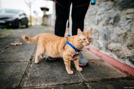 新手给猫咪驱虫格外麻烦？学会这些就轻松多了？猫猫驱虫教程