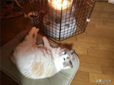 猫咪患上胆管肝炎,当作铲屎官要怎么做?怎么样正确预防和护理这种疾病?