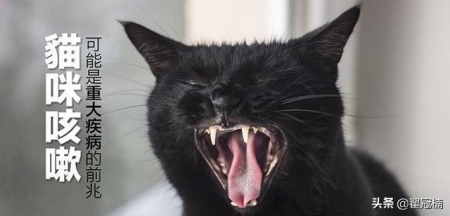 猫咪吃什么容易发胖?想要猫咪长胖的办法有哪些?