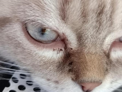 小猫爪子肿了变紫了怎么办?