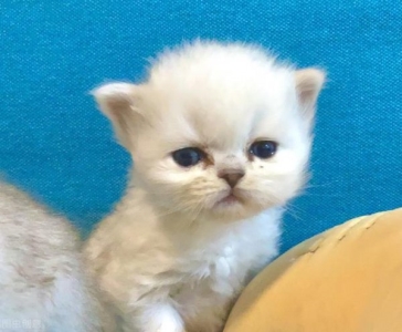 刚接回家的猫咪会出现乱叫的情况？这是为什么？真相有这些