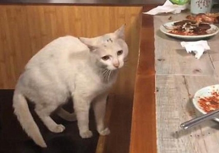 刚接回家的猫咪会出现乱叫的情况？这是为什么？真相有这些