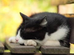 家有宠物猫，这几种病要当心！宠物猫是不是