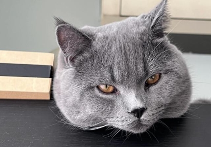 家有宠物猫，这几种病要当心！ 宠物猫是不是很容易生病