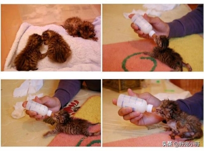 猫咪吃了吐吐了吃又吐 猫吃了又吐出来怎么回事？