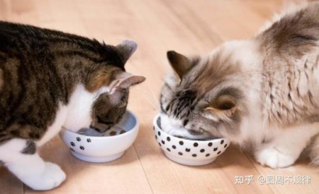 猫咪传染病：了解这些可能致命的疾病