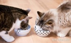 猫咪传染病：了解这些可能致命的疾病