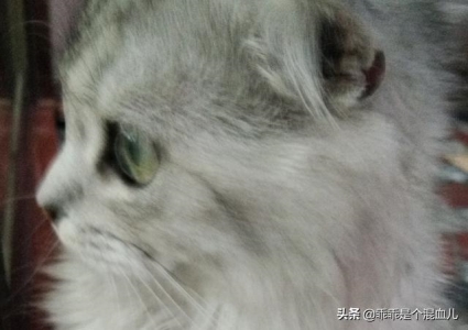 猫咪传染病：了解这些可能致命的疾病