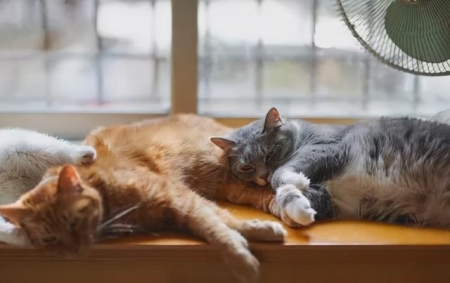 为什么有些猫咪偏瘦?猫咪吃什么能增肥?试试这几种食物