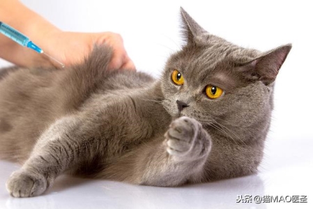 为什么有些猫咪偏瘦?猫咪吃什么能增肥?试试这几种食物