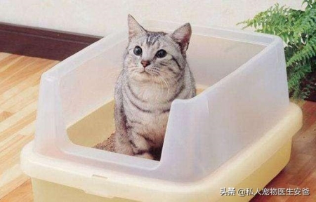 两个月的小猫除了猫粮还可以吃什么？两个月大的猫咪除了吃猫粮还能吃什么