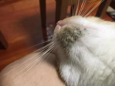 土猫魅力大解析：探究人们青睐本土猫咪的几大理由