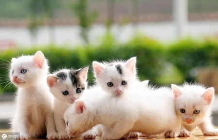 如何在家辨别猫咪咳嗽的真相,先做好诊断很重要! 家猫咳嗽是什么原因