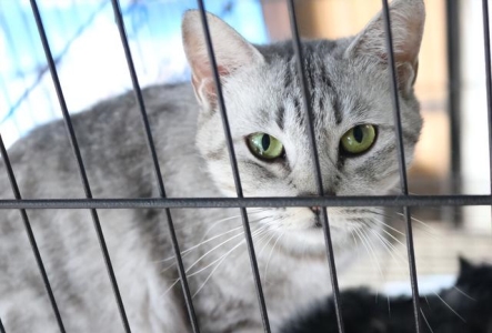 如何在家辨别猫咪咳嗽的真相,先做好诊断很重要! 家猫咳嗽是什么原因