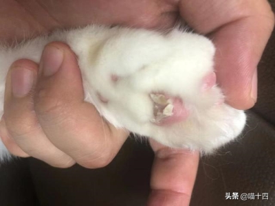 猫猫肥厚性心肌病 猫咪肥厚型心肌病吃什么药