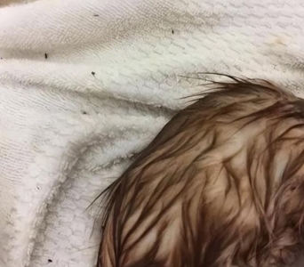 暹罗猫:堪称最忠诚的猫,养一只不后悔 暹罗实力