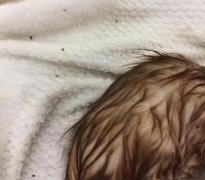 暹罗猫：堪称最忠诚的猫，养一只不后悔暹罗