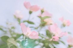 苹果手机删除照片恢复最近删除也清除了