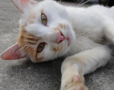 猫不吃新猫粮？用这3个办法试试 猫咪不吃新猫粮怎么办？