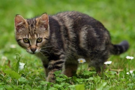 长的像外星生物的猫叫什么？？长的像外星生物的宠物