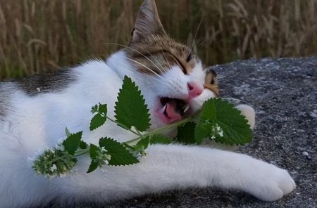 你见过猫咪交配吗?公猫和母猫发情的时候,是怎么交配的?