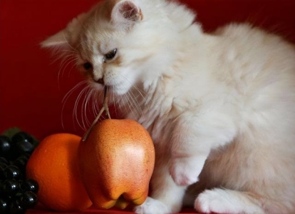 你见过猫咪交配吗?公猫和母猫发情的时候,是怎么交配的?