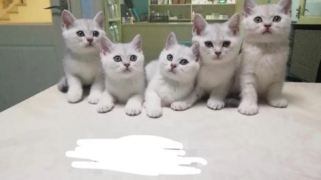 你见过猫咪交配吗?公猫和母猫发情的时候,是怎么交配的?