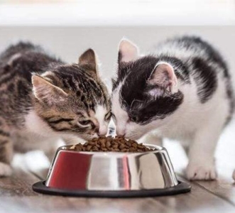 养猫这件事并没有你想得那么简单！养猫劝退指南：这些缺点你能接受吗？