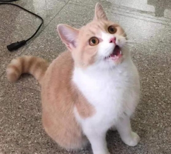 猫咪便秘与尿闭:应对策略与紧急处理方法