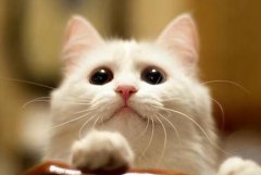 猫咪打疫苗后喂食猫咪打完疫苗补充什么营养