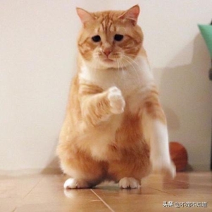 猫咪尿不出尿怎么办？喂什么药？猫咪尿不出来吃什么药好得快