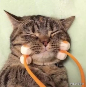 59秒冷盘点：猫咪咳嗽真相分两种，医治方法也不同，先诊断很重要 猫咳嗽啊