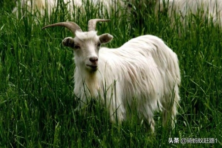 养猫2年后突然猫毛过敏了?专家:猫毛过敏不等于对猫的毛过敏 养了两年猫突然猫毛过敏怎么办?