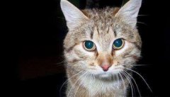 养宠经验：猫咪指甲受伤发炎发臭解决办法？