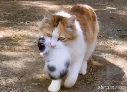 猫咪肠胃炎吃阿莫西林有用吗？怎么帮助猫咪护理？可采取这些措施助猫咪护理肠胃