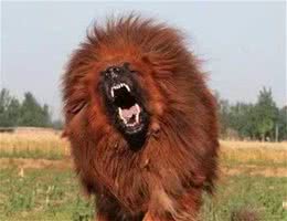 白色毛发的狗干净又可爱，都有哪些白毛狗品种？盘点白毛狗品种狗狗