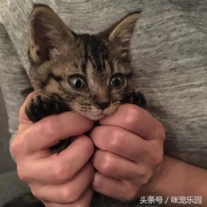 发现猫咪身上有虱子该怎么办？家猫身上有虱子怎么办？