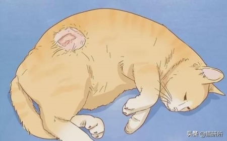 小猫洗澡以后呕吐拉稀，这些事情都是要注意的 猫洗澡后吐了是咋回事