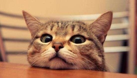 购买的宠物猫存在疾病，怎么维护权益，宠物能退吗？刚买的猫有病卖家不退