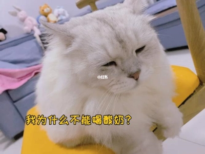 猫咪不拉便便怎么办？三个小妙招教您如何解决 猫不拉屎怎么解决