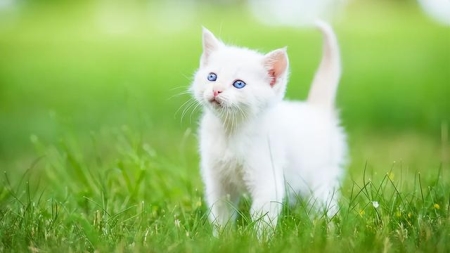 猫得了猫瘟能吃什么食物