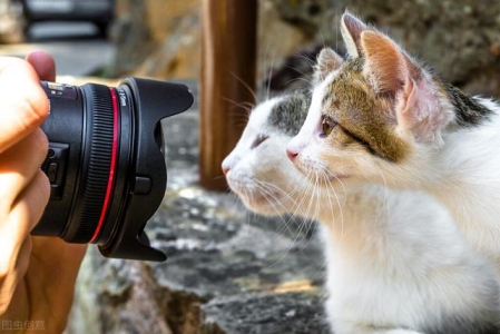 猫猫吃了蟑螂怎么办？常见寄生虫种类有哪些？主人不要慌，跟着这样做就对了