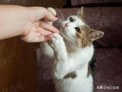 小猫可以吃成猫妙鲜包吗？