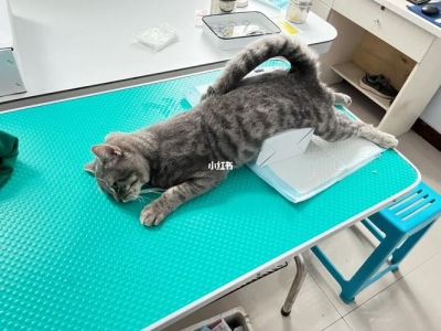 猫咪总爱喝马桶水？这是猫咪的怪癖吗？