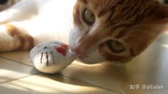 猫总是拉在地上，可能是你家猫砂盆放错啦，多个猫砂盆应该样放置？
