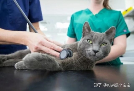 猫突然不吃东西了也不大便